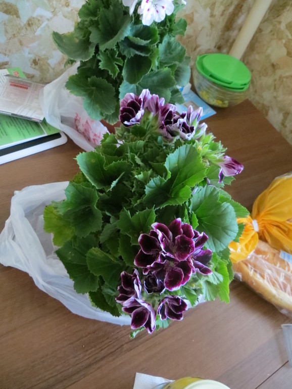 Отдам черенки пеларгонии!!! срочно!!!!