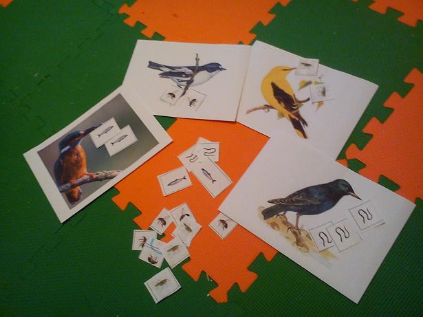 Перелетные птицы День 5.