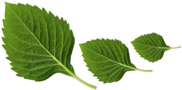 Как по листьям узнать деревья?