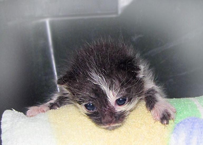 Мои любимые хвостики