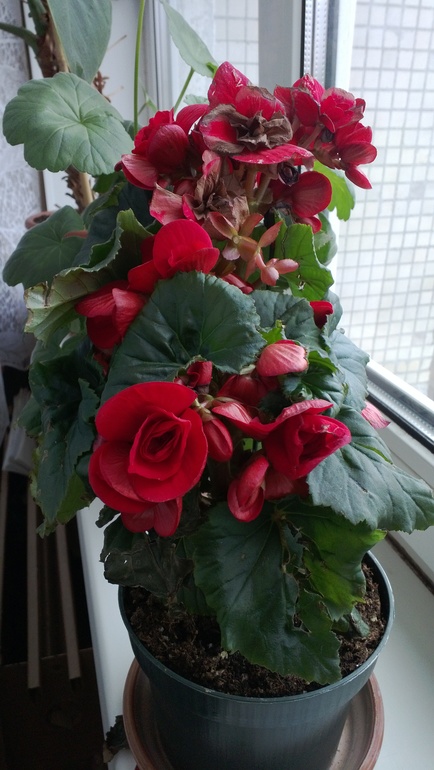 Помогите опознать