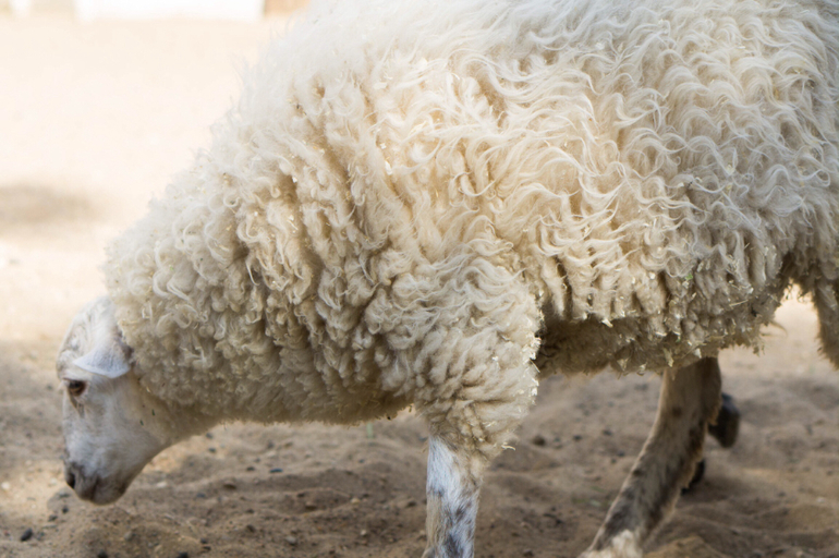 Поход в Московский зоопарк