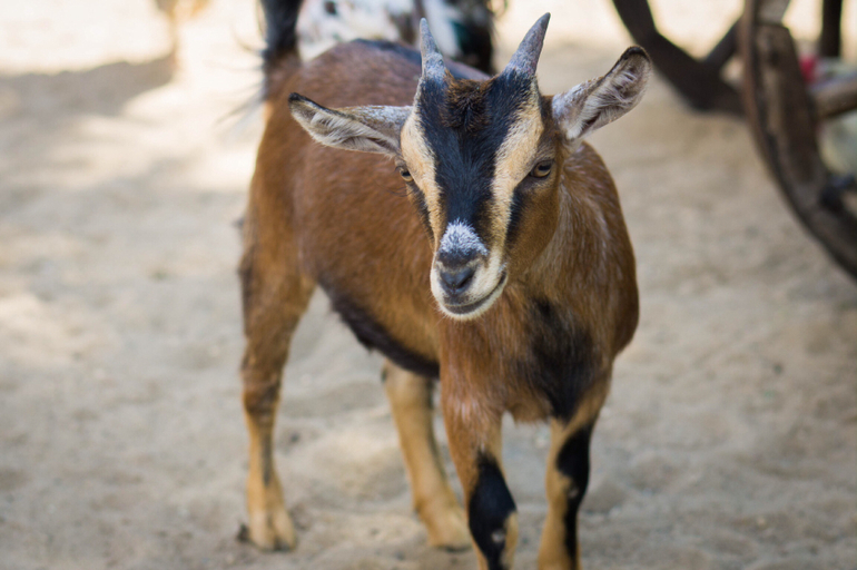 Поход в Московский зоопарк