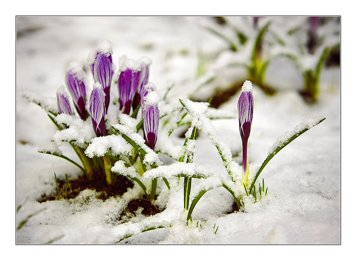 Совместник РИОЛИС. Восьмой отчетный!