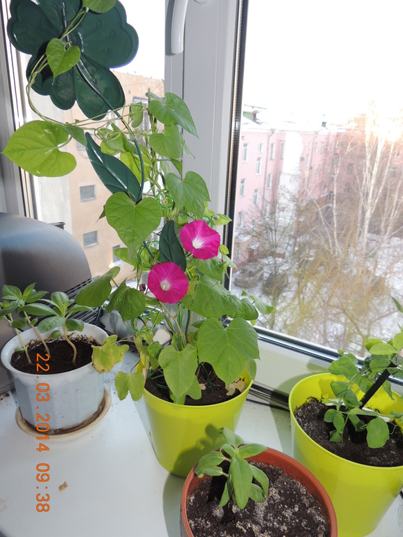 Весна на подоконнике)))