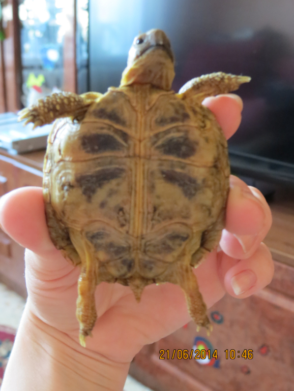 А у нас...пополнение))) красавица черепашка.