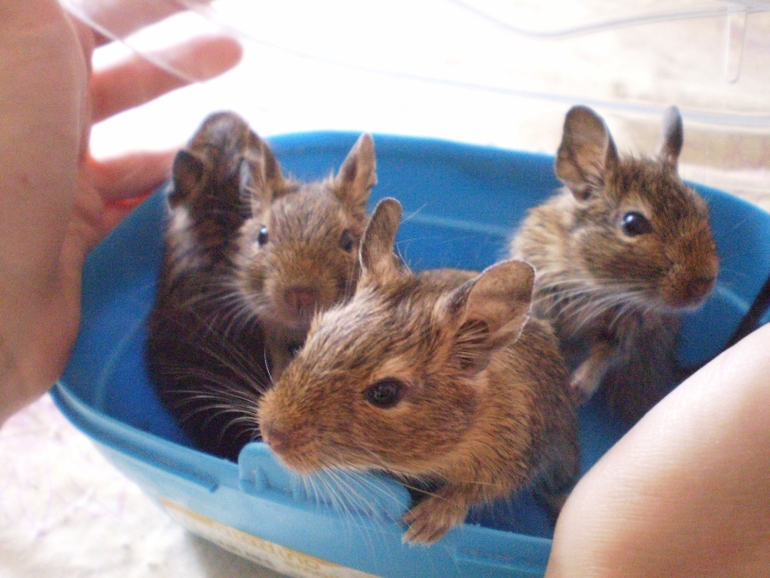 Дегу ищут хозяев