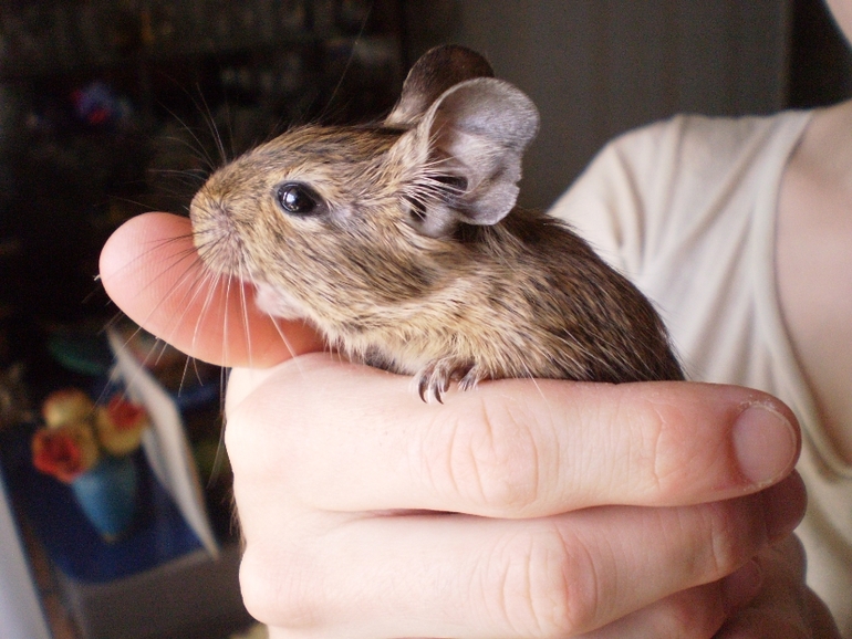 Дегу ищут хозяев)))