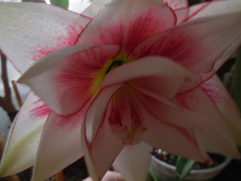 Расцвели мои красавцы