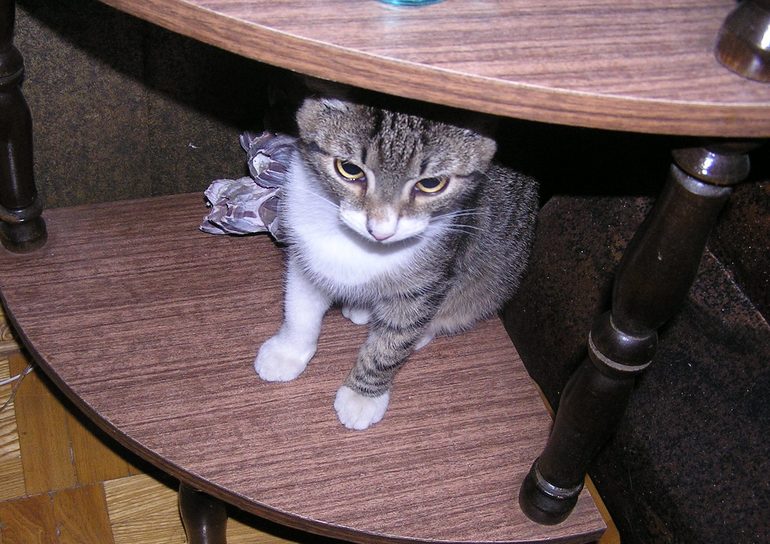 Мой зверинец