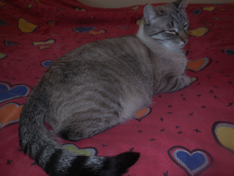 Мой зверинец