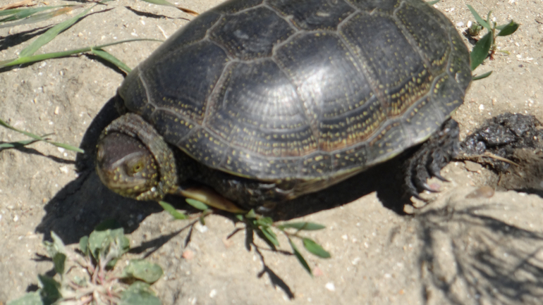 Голубицкая