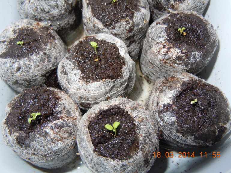 Уже есть небольшой опыт