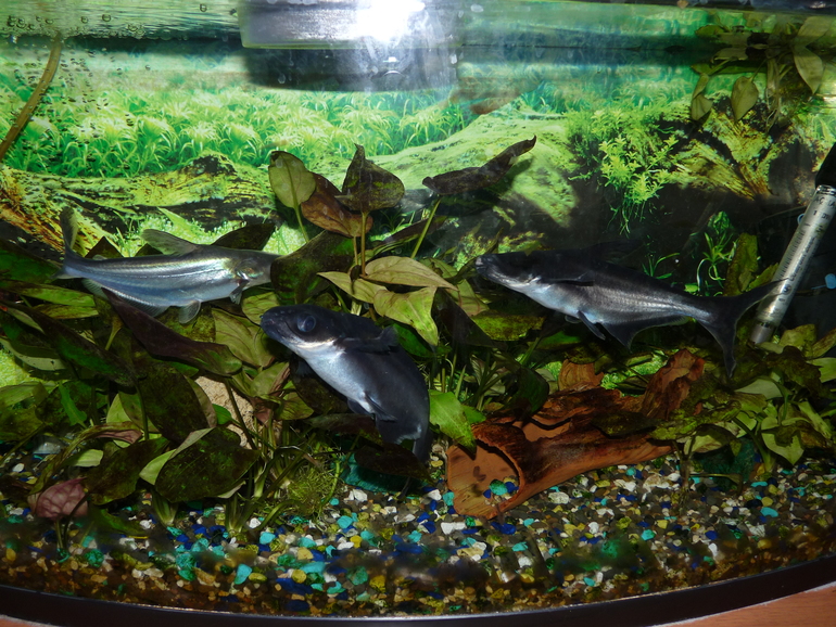 Вот такой у нас аквариум.