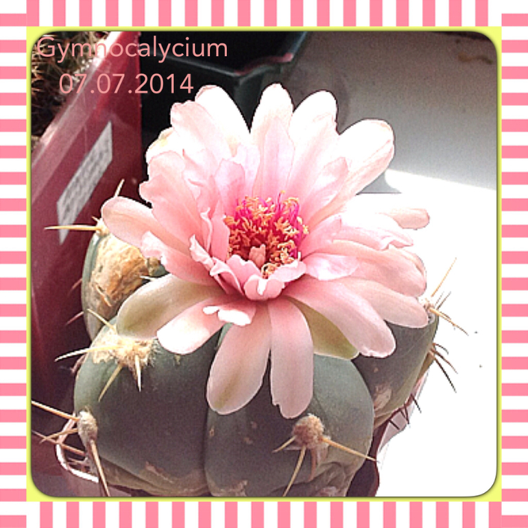 Субботняя колючка