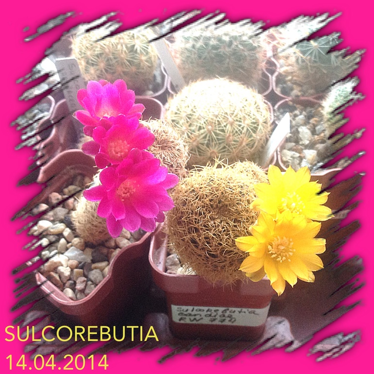 Cулькоребуция- букетик на окошке