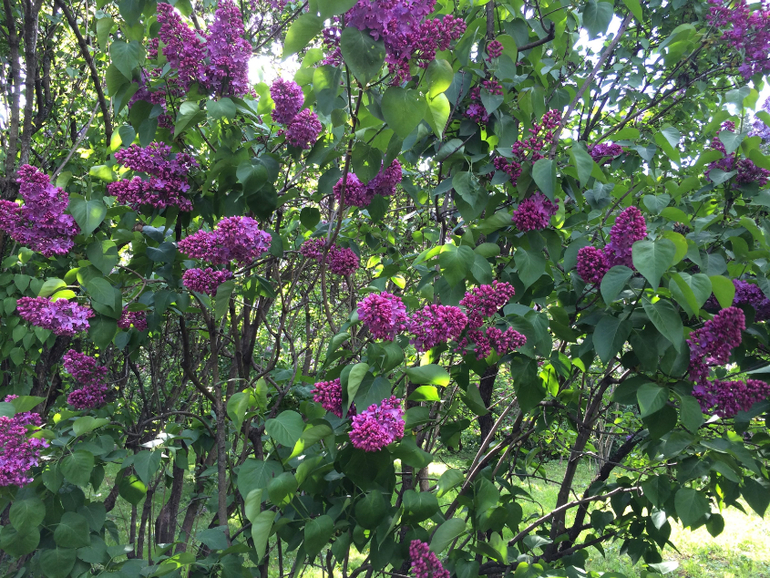 Сиреневое безумие (много фоток!!!)