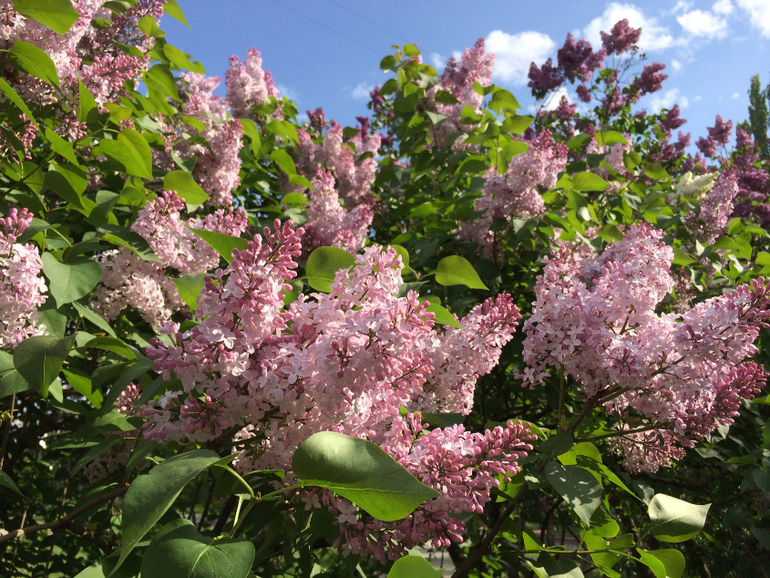 Сиреневое безумие (много фоток!!!)