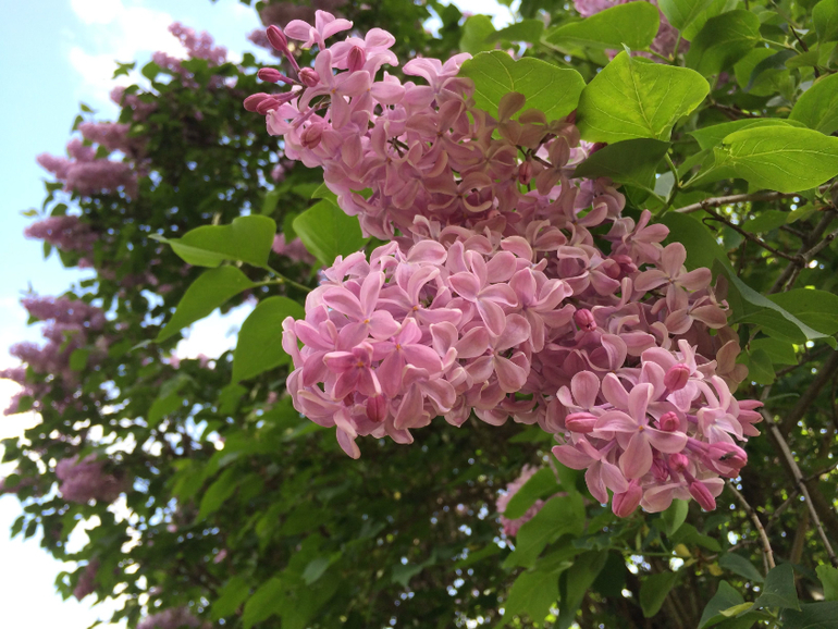 Сиреневое безумие (много фоток!!!)