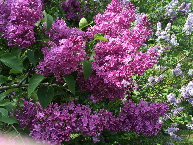 Сиреневое безумие (много фоток!!!)