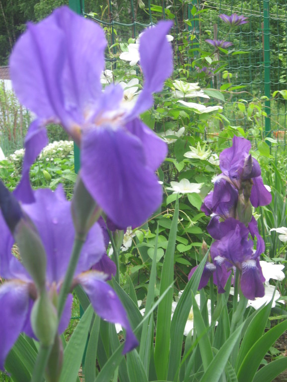 Летние, часть 1)