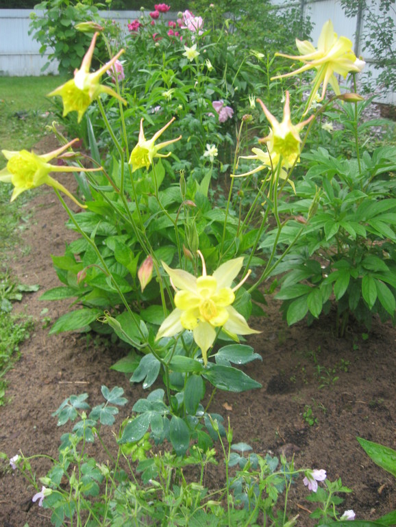 Летние, часть 1)