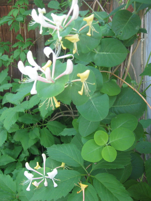 Летние, часть 1)