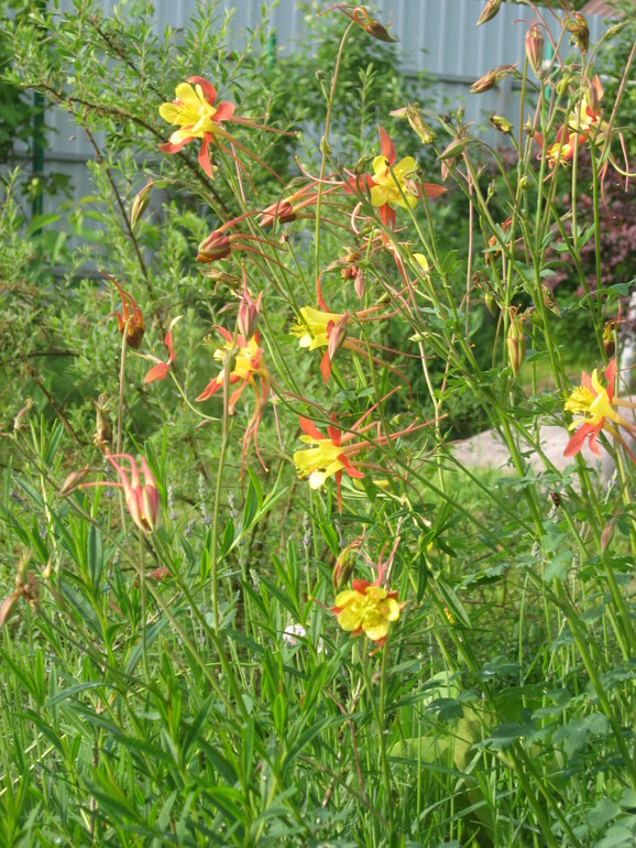 Летние, часть 1)