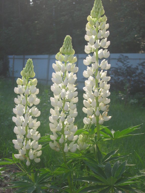 Летние, часть 1)