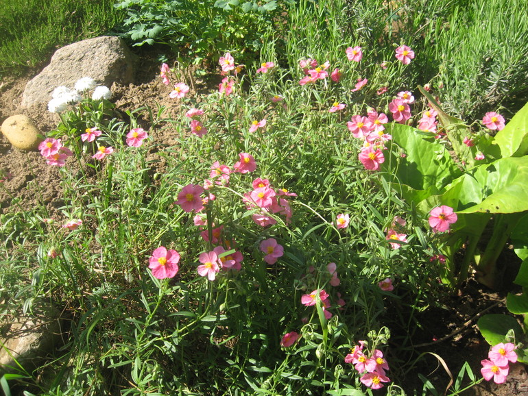 Летние, часть 1)