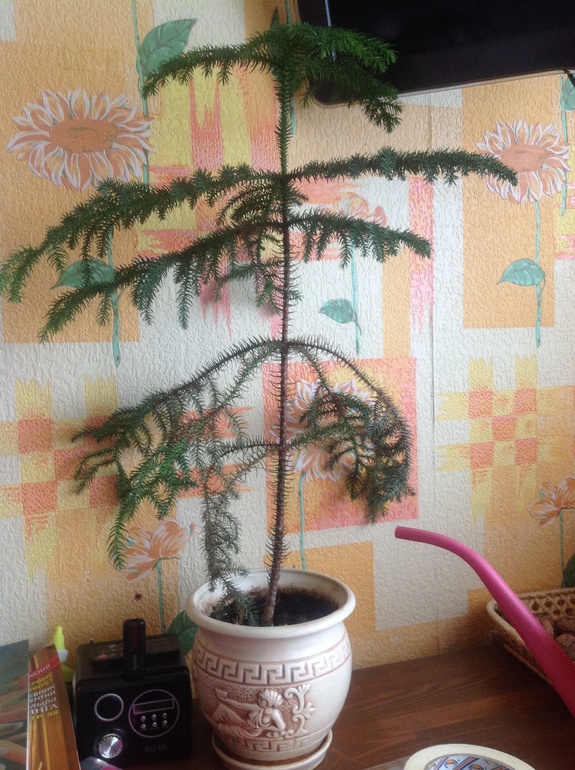 Что за елка?)