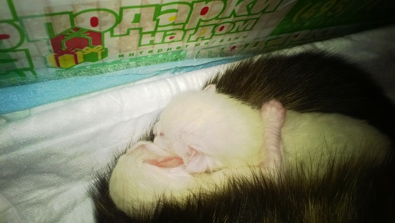 Белые и плюшевые :)