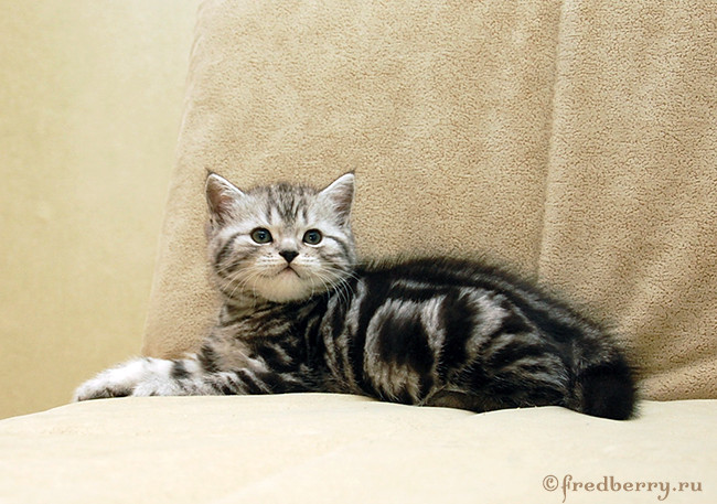 Вот такие плюшки