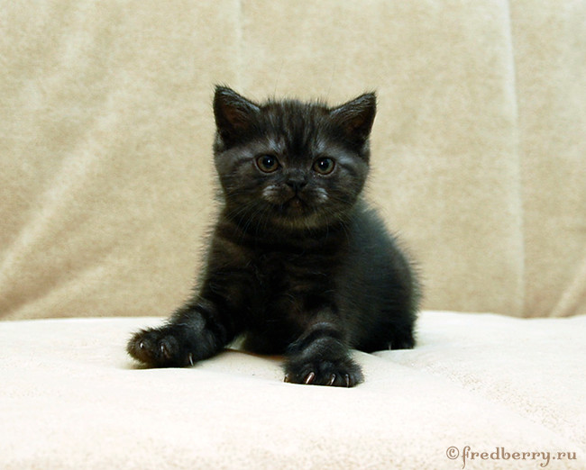 Вот такие плюшки