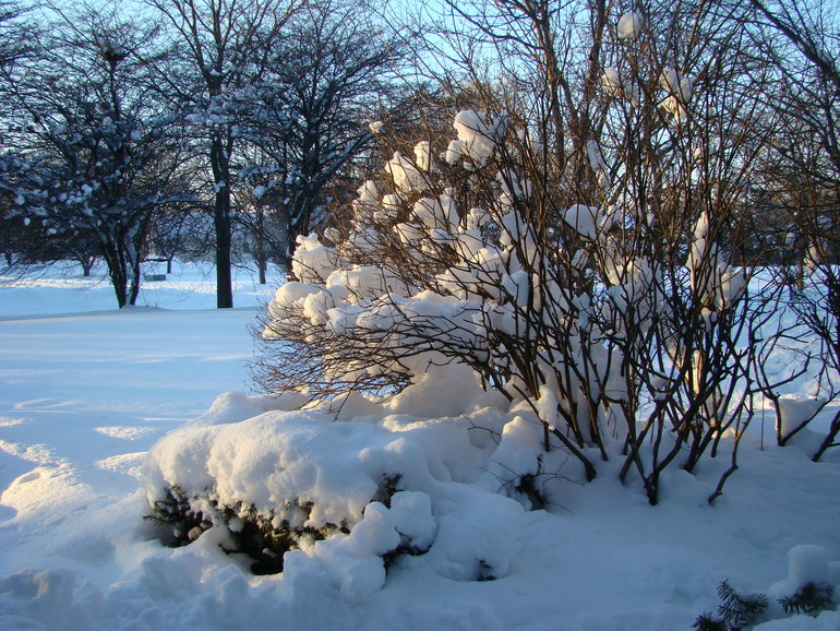 Зима разгулялась не на шутку.