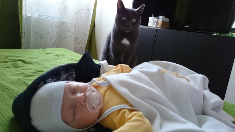 Сняли эмбарго с кота)