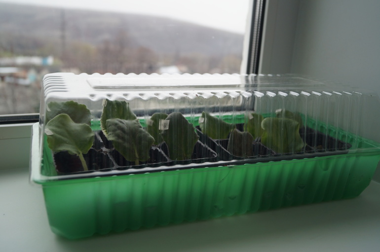 Довольна как слон! Обзавелась фиалочками!