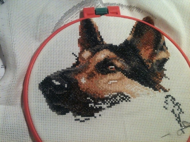 день 6 немецкая овчарка ЗР