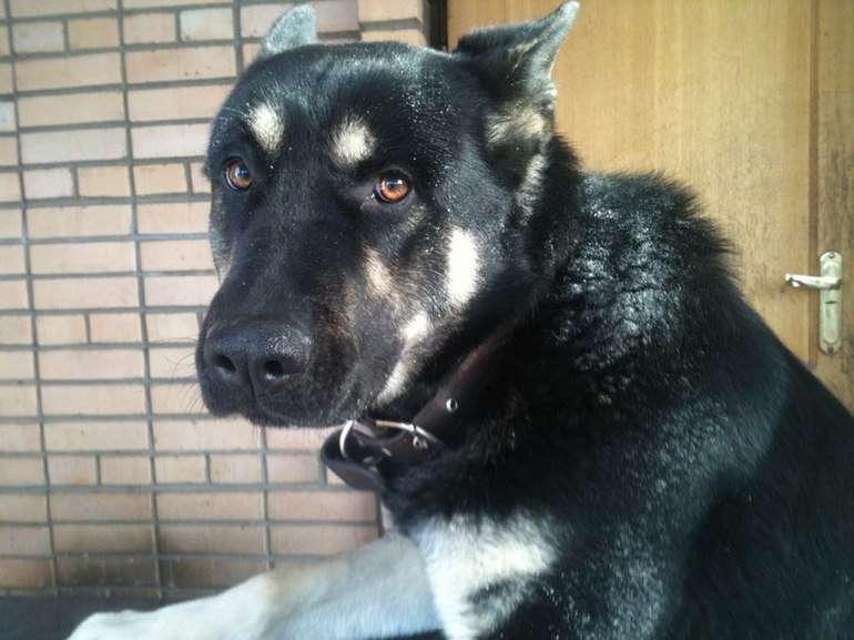 Вот и мой любимец