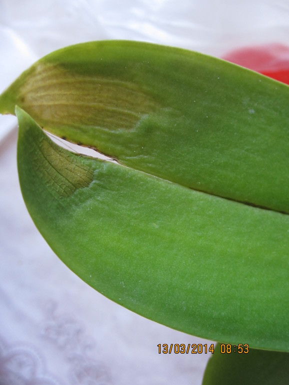 Помогите!!!! что с орхидеей?