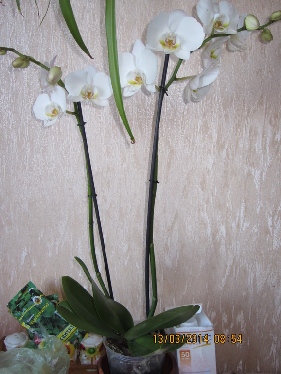 Помогите!!!! что с орхидеей?