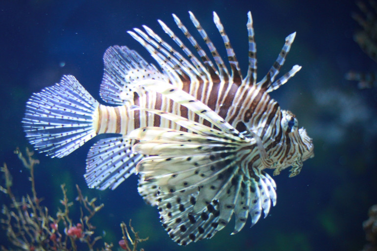 ТН "Подводный мир"