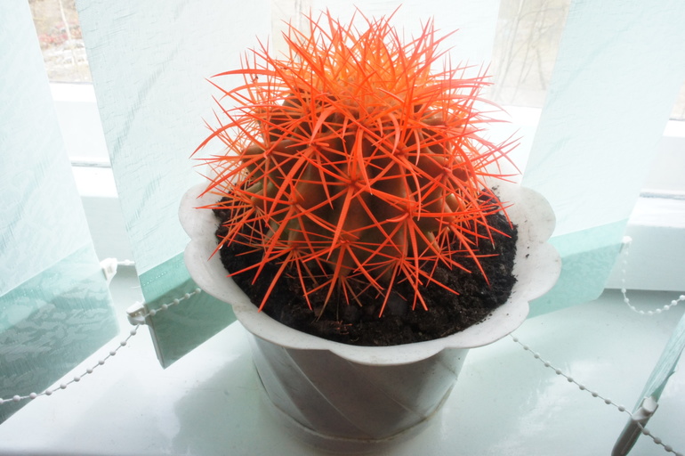 оранжевое чудо