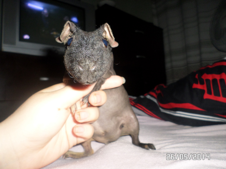 Моя любимая живность