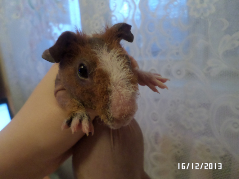 Моя любимая живность