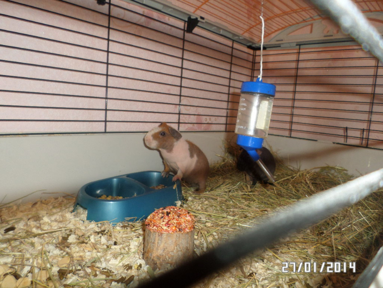 Моя любимая живность