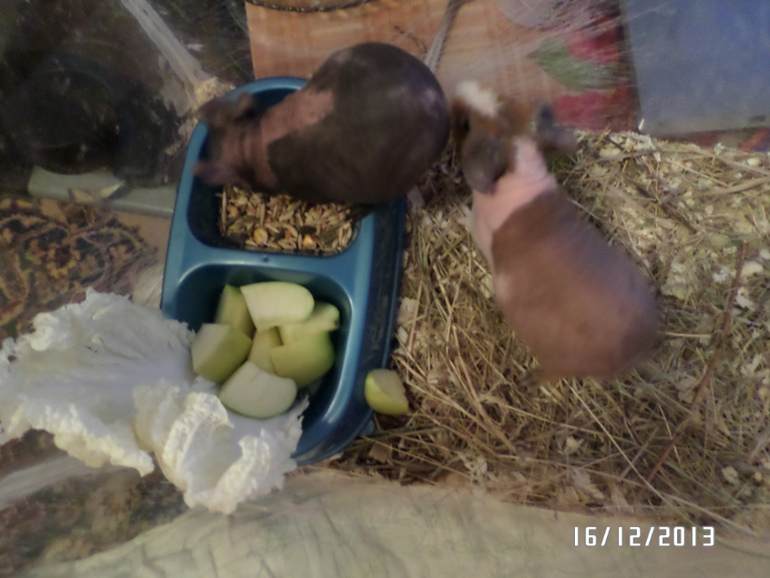 Моя любимая живность