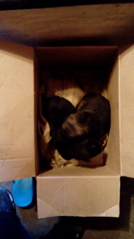 Опять коробка со щенками(