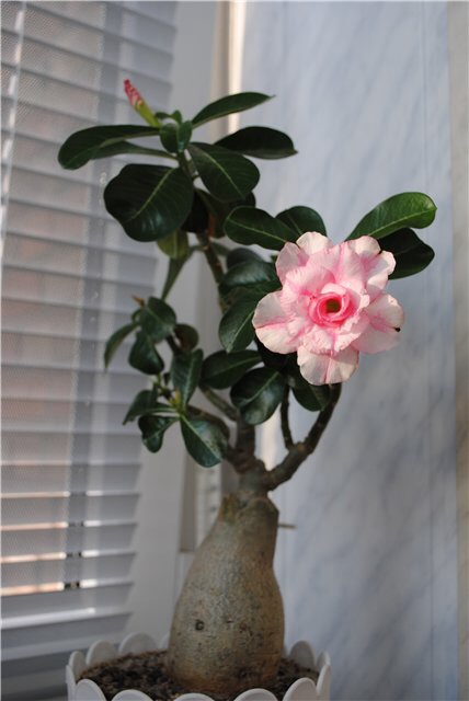 Семена из Китая делюсь