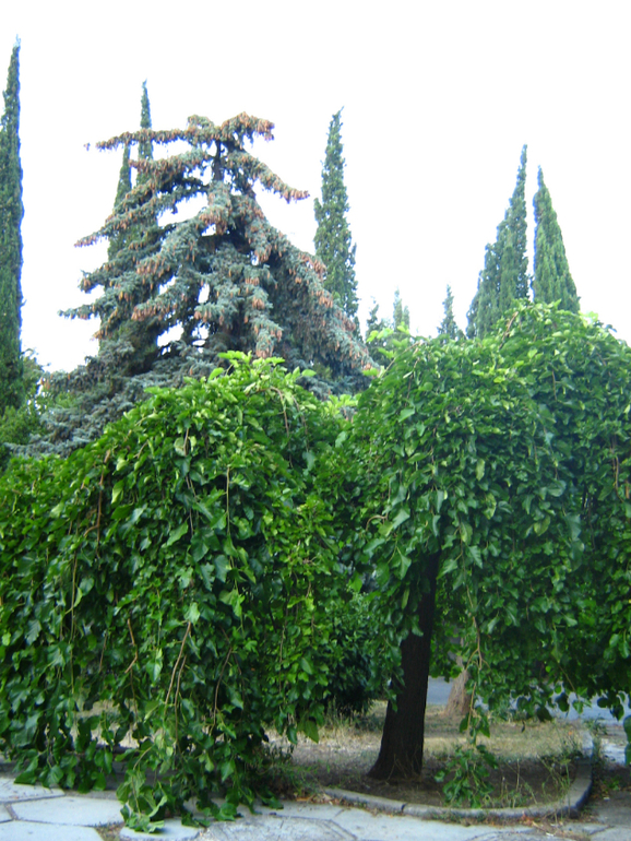 Ливадия. Ласточкино гнездо.